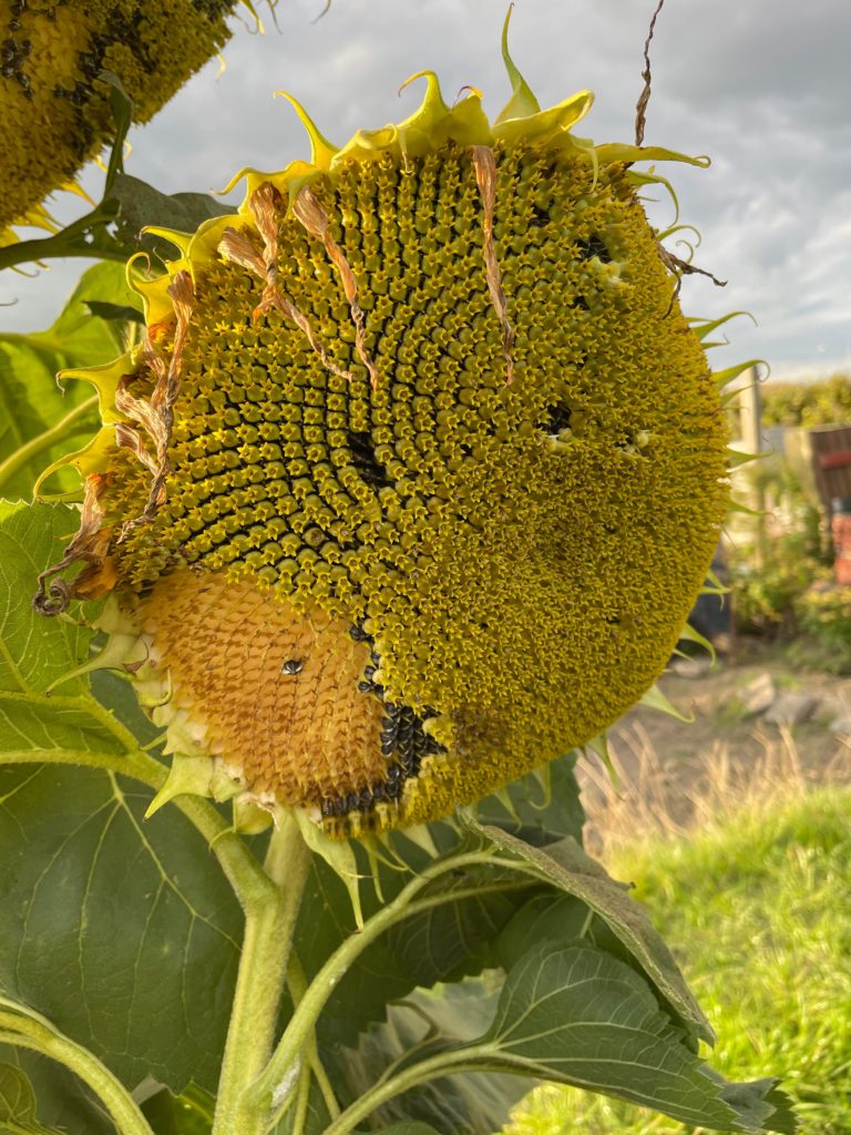 Well behaved birds (?) eat sunflower seeds from one side.