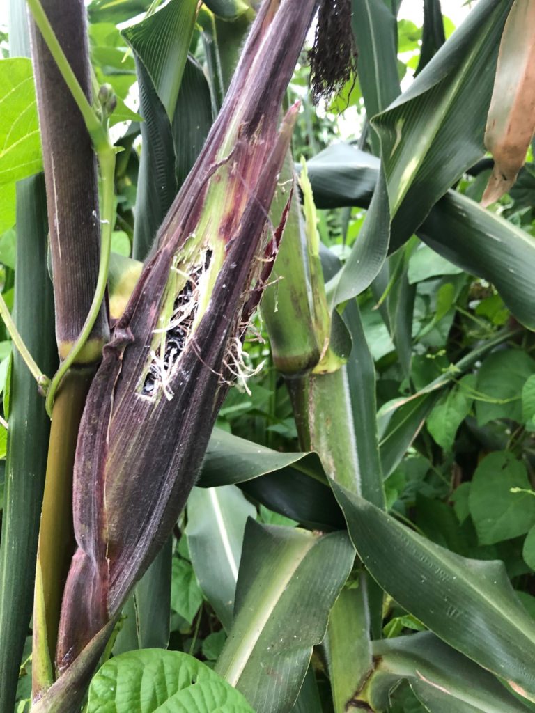 Who’s damaging my corn?