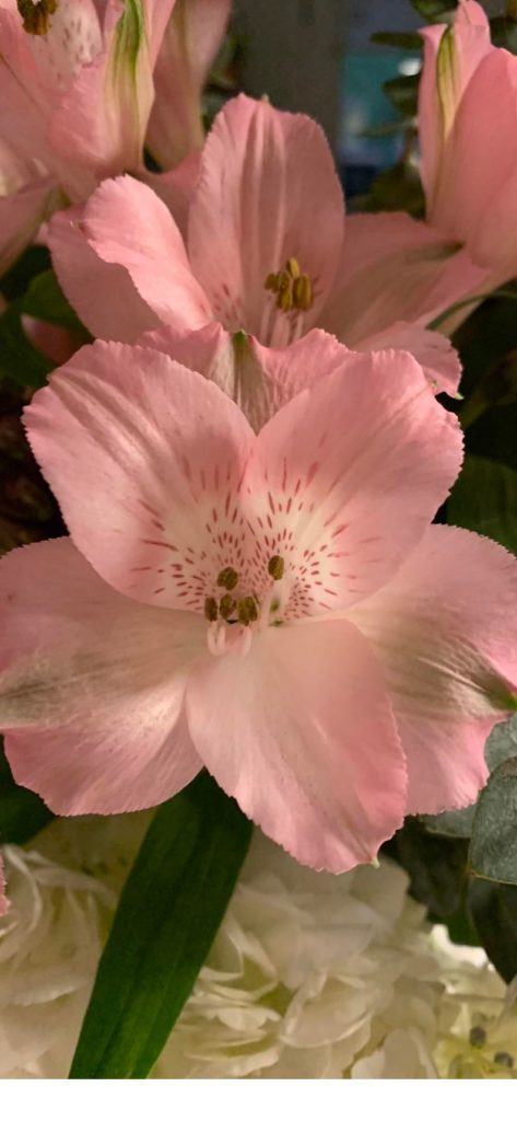 Help me identify this flower- cat ate, worried