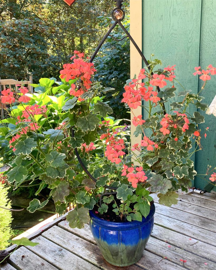 Have enjoyed this ivy Geranium that I trained upwards. Zone 8