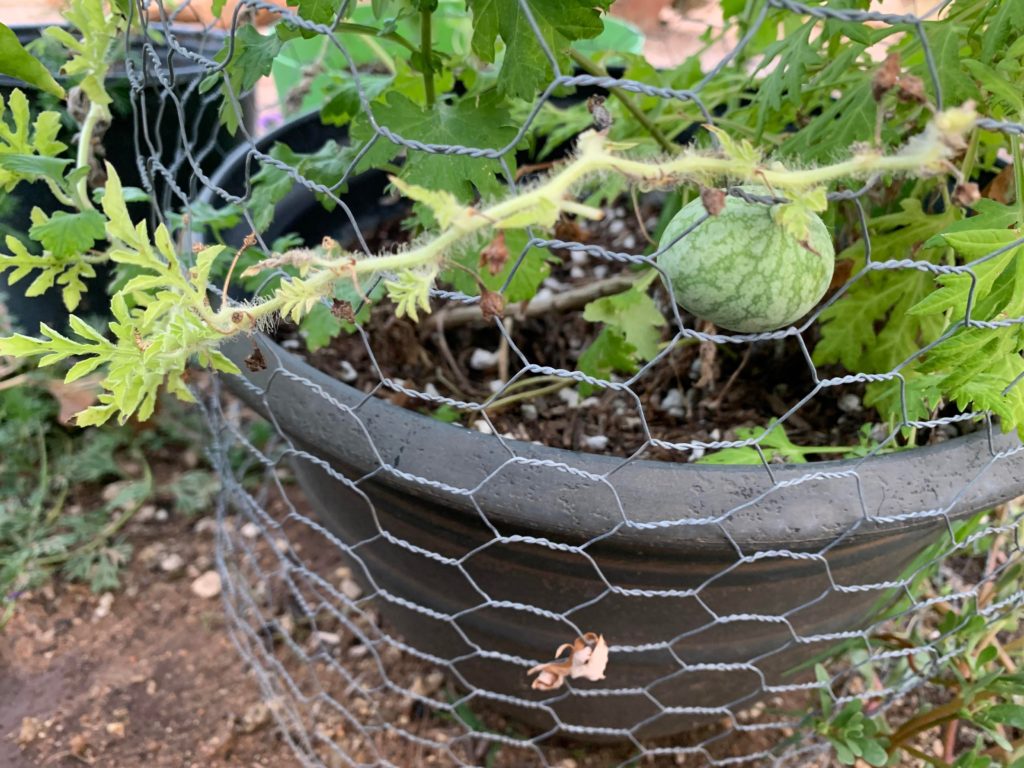 What is this plant? It’s growing in a pot with wormwood but idk if it’s part of the same plant or not.