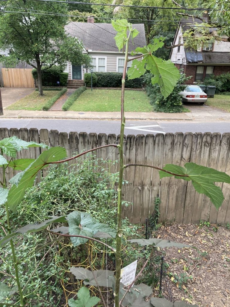 Squirrels climbed up my giant okra plant and destroyed it and I actually want to cry