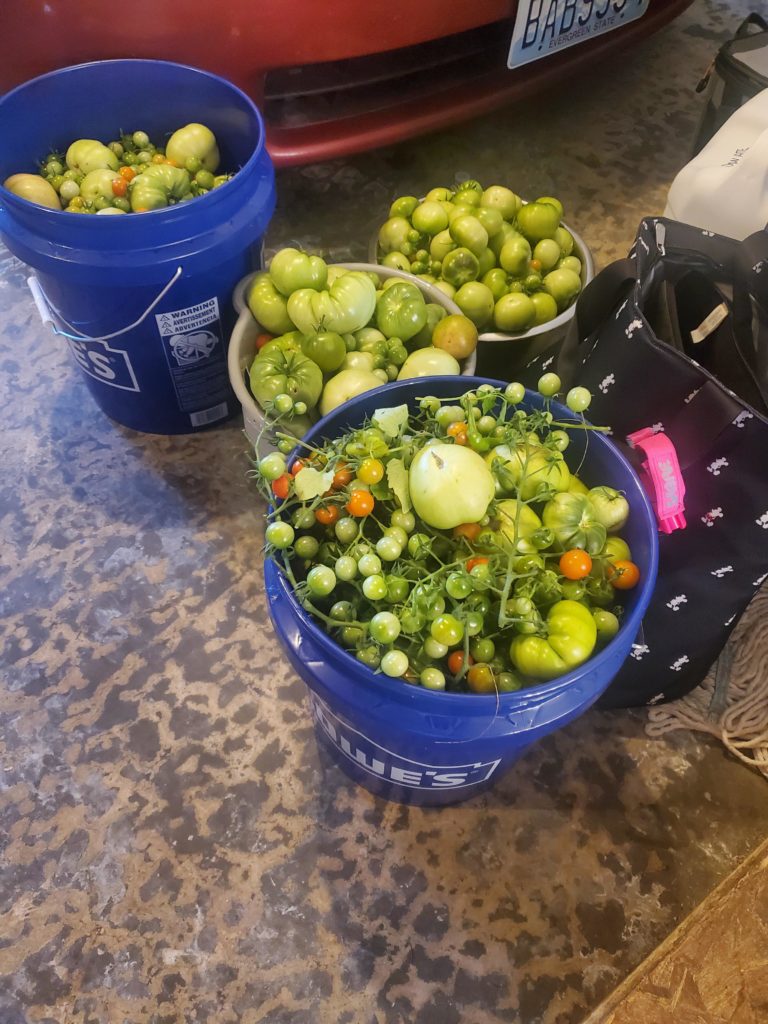 since it's mildew season out here, we will be pickling these.