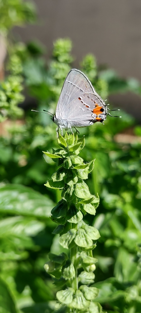 Found a gray Hairstreak on the basil