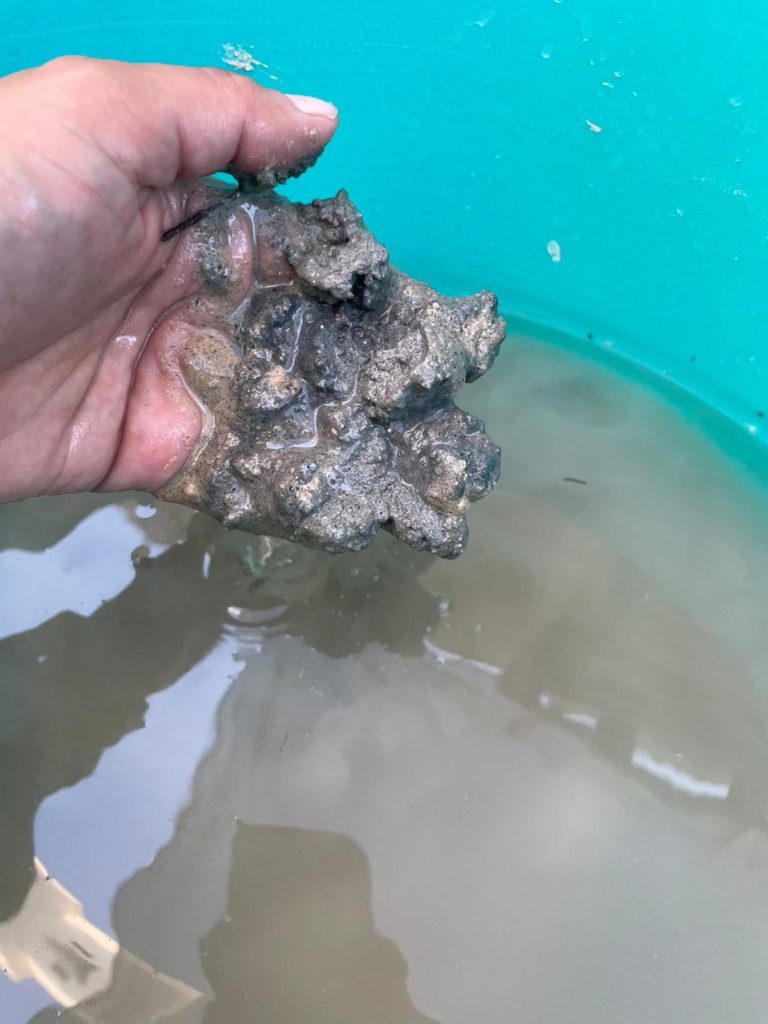 Anyone knows why we have Sulfur smell (pic: clay) also blackens gradually and kills plans