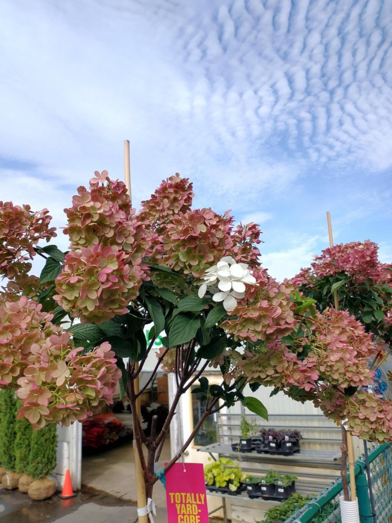 I'm absolutely tickled by this literal late bloomer on this hydrangea tree where I work