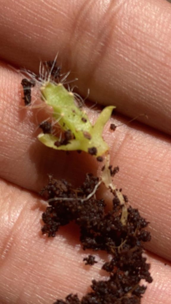 Are these roots or is my dragon fruit seedling dying?