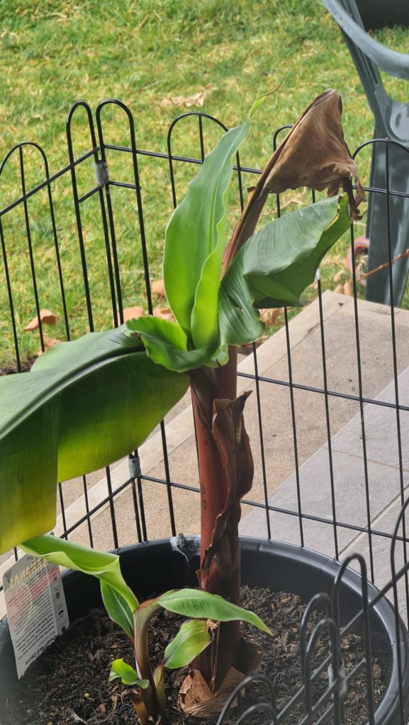 Banana is excited for spring