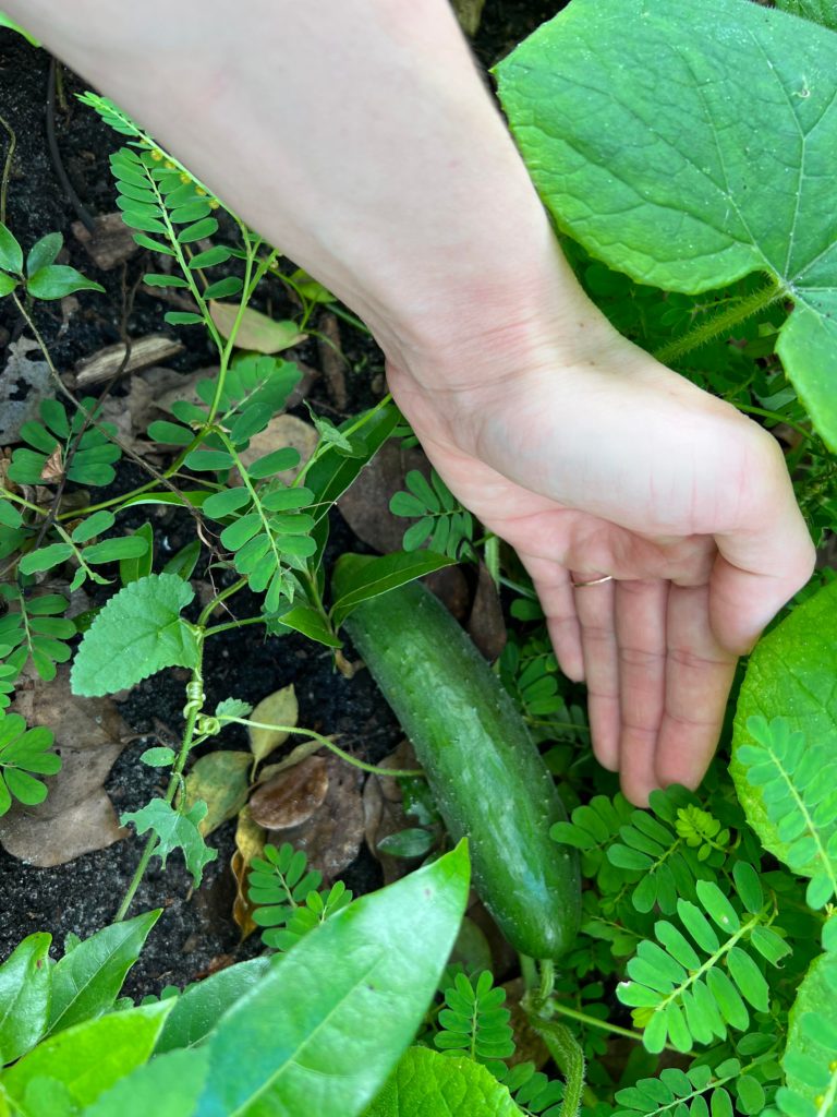My first cucumber 😁