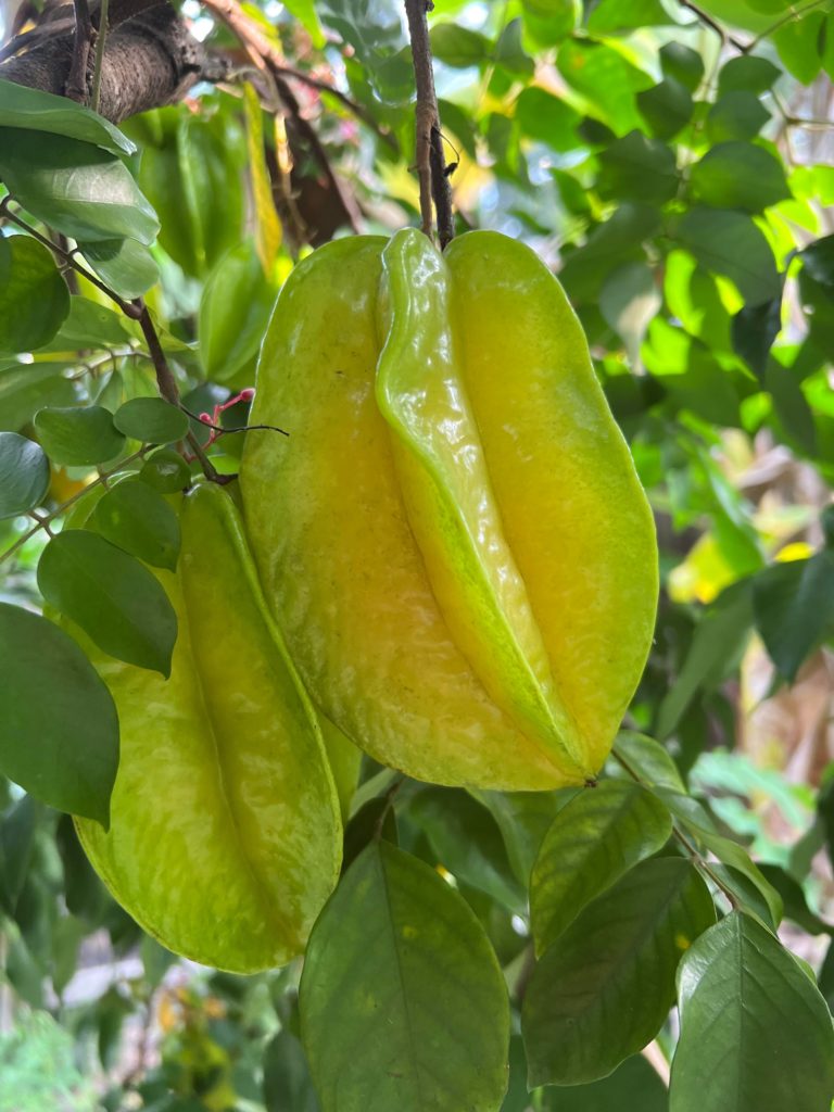 My starfruits are starting to grow!