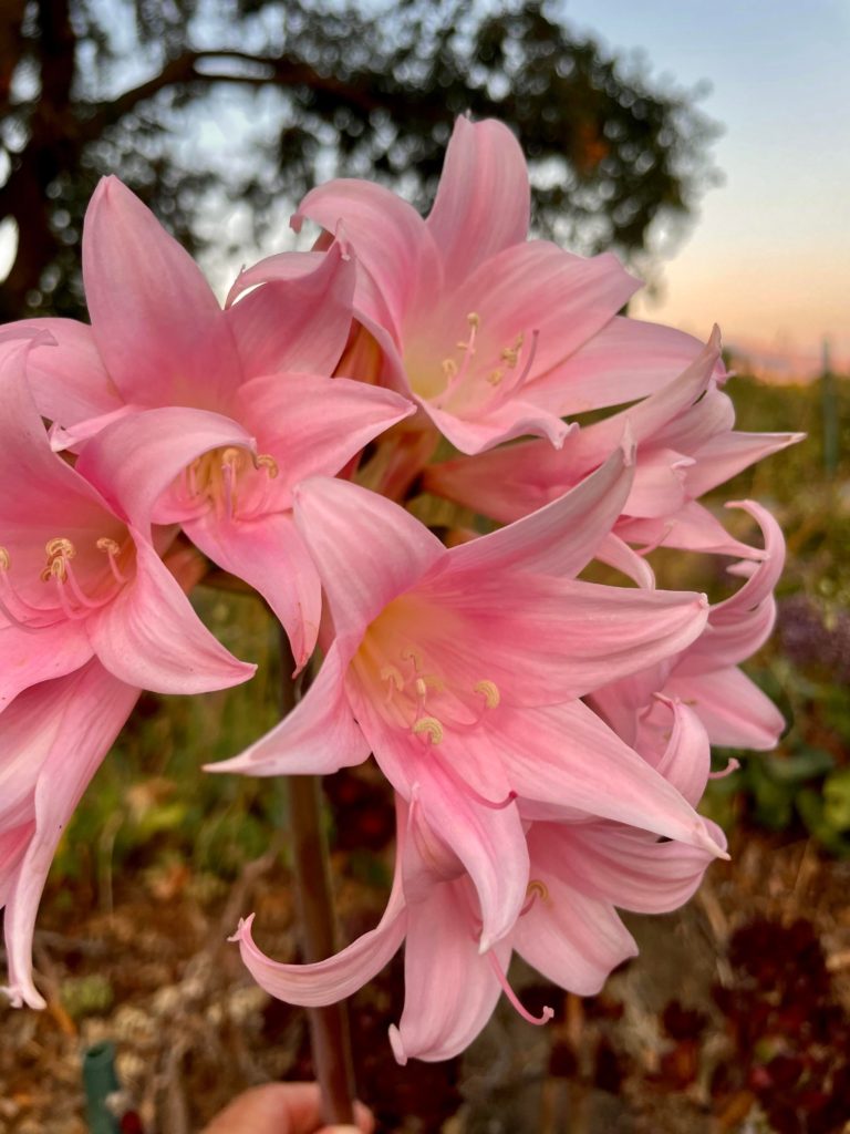 Naked ladies in my yard, last of the season