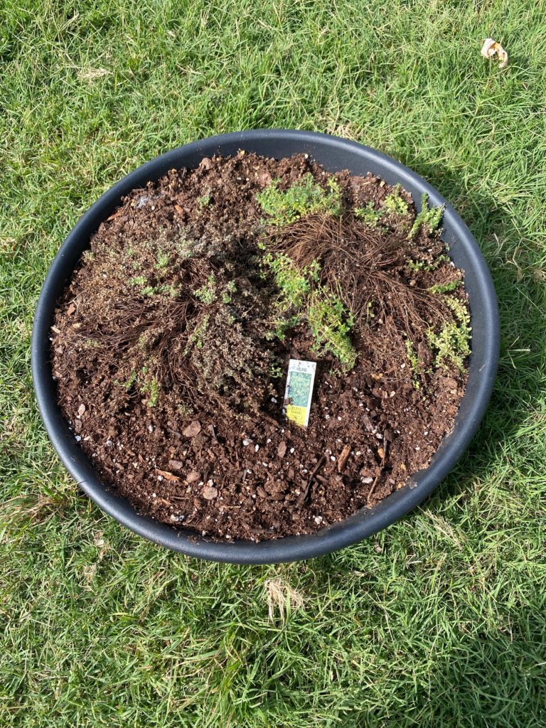 I don’t know how to grow elfin thyme and the lady at the nursery said this would be fine. It does have three drain holes underneath. Any advice?