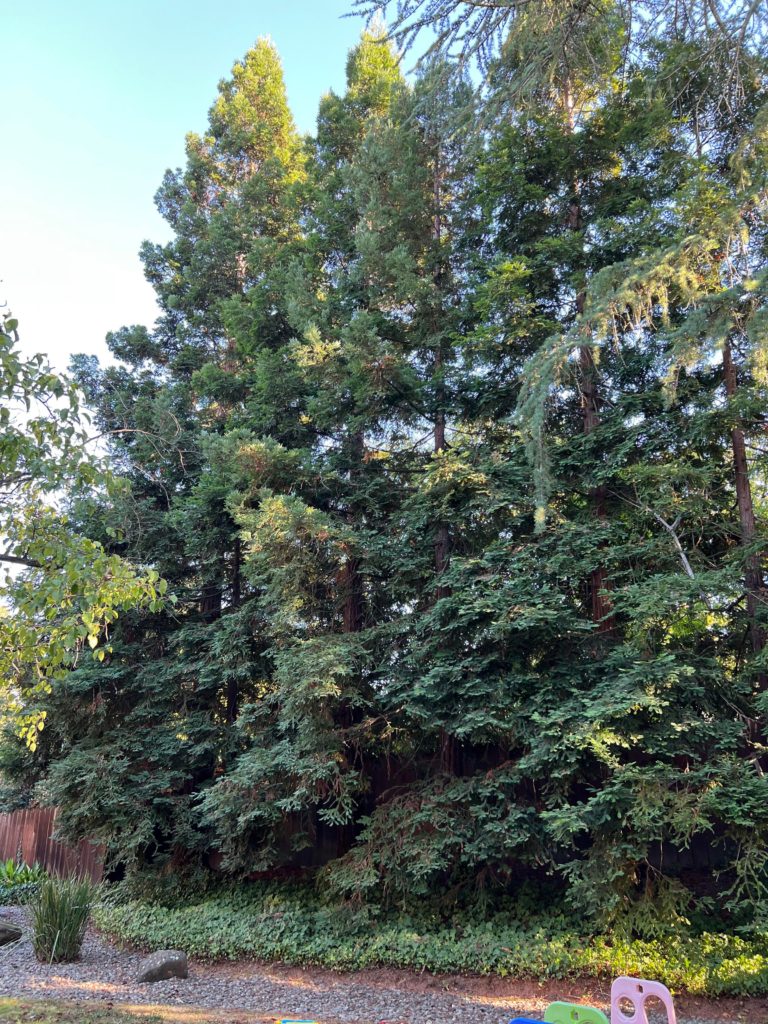 I have five redwoods in my yard in the Northern California, is there anything I can do to keep them alive?