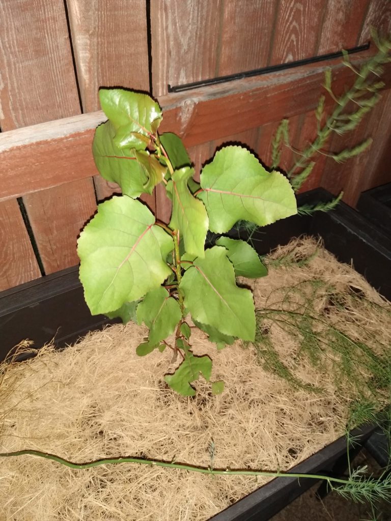 what is this? this has sprouted in the raised garden.