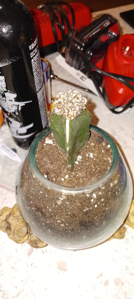 What happened to my Moon Cactus and how do I help it? I wasn't around to take care of it so it was left in the attention of my family.