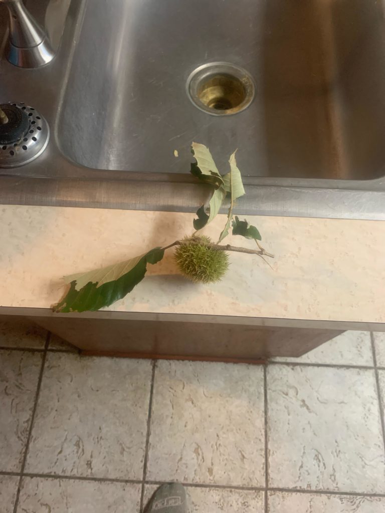 My grandmother wants to know how to grow American chestnuts from these