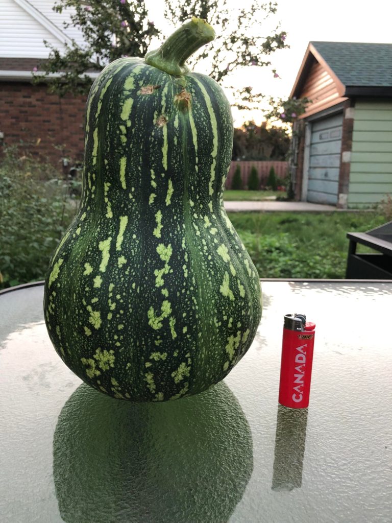 Anyone know what kind of squash/melon this is???