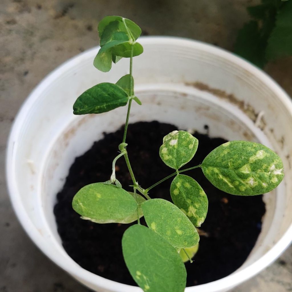 Why are the leaves turning white?