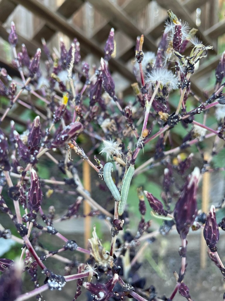 Friend or Foe? Lettuce Edition