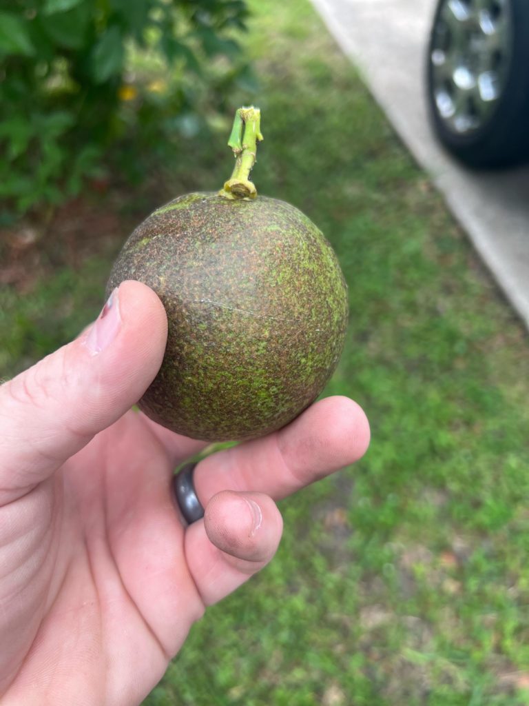 Citrus Problem