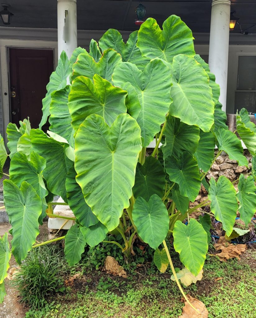 Healthy colocasia