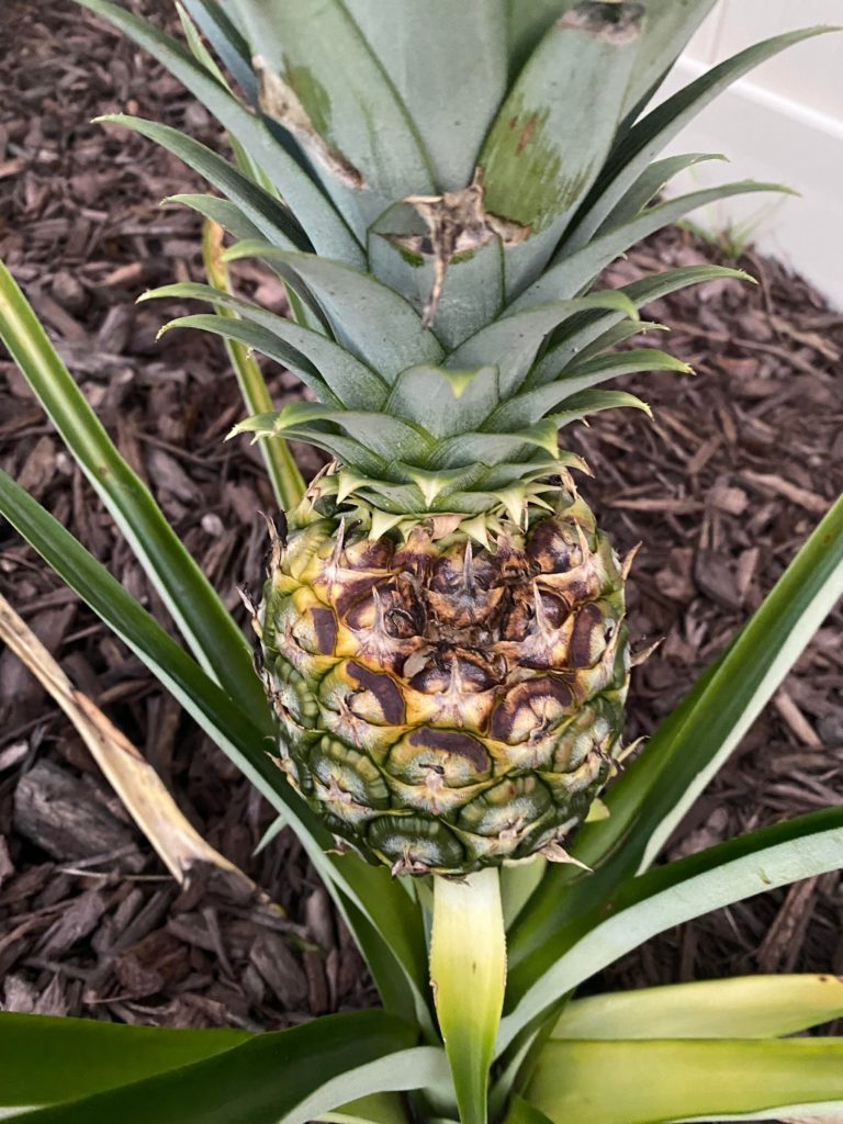 Been growing this pineapple for some time and unfortunately it looks like it’s rotting ): It’s about the size of a softball and not ripe, any hope to save it?