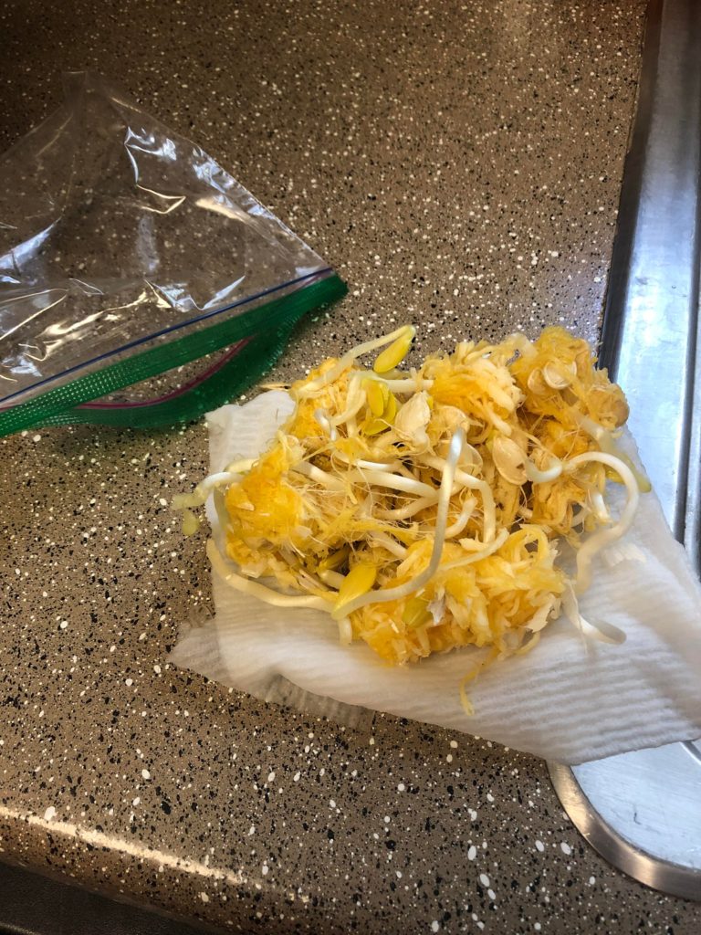 Spaghetti squash has sprouted for a friend of mine! I can’t get the sprouts until tomorrow. What’s The best way to preserve them until then?