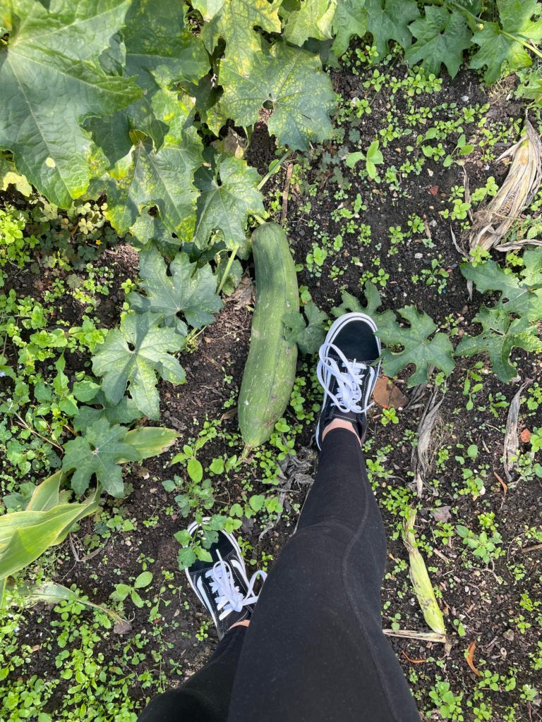 When to pick loufahs? UK 8b zone