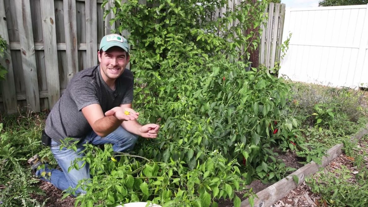 My Honest Fears and Concerns About Food Security & Using My Garden to Prepare