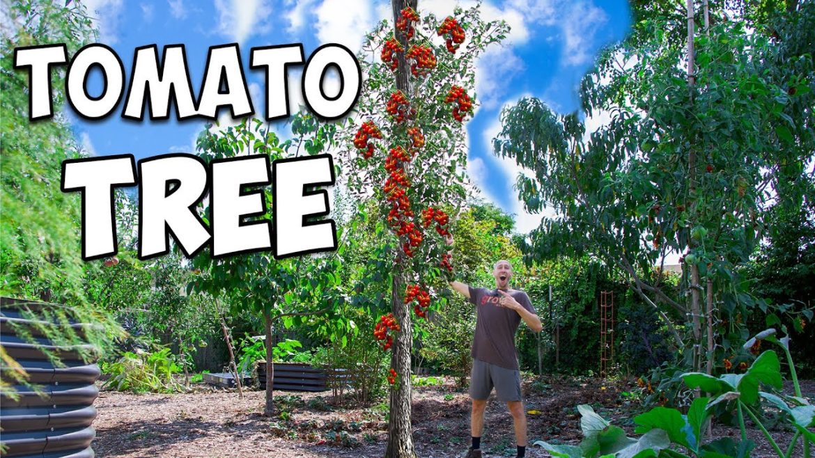 James Prigioni: I Grew a Massive TOMATO TREE! (Secret Techniques Revealed) I Grew a Massive TOMATO TREE! (Secret Techniques Revealed)