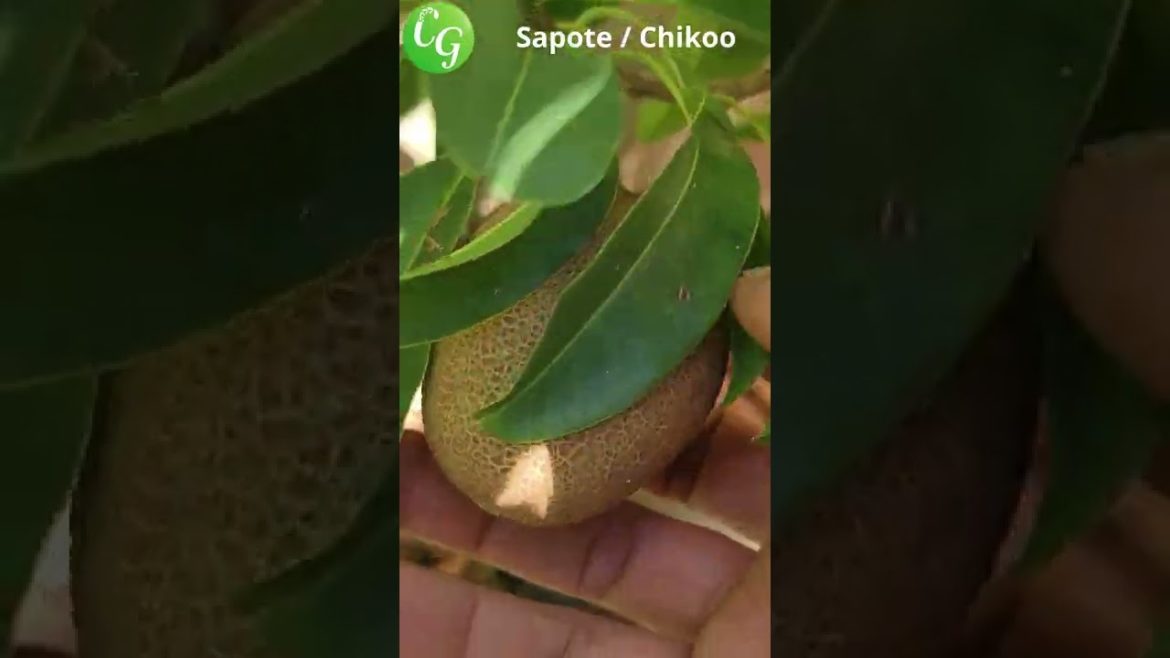 September Harvests #shorts