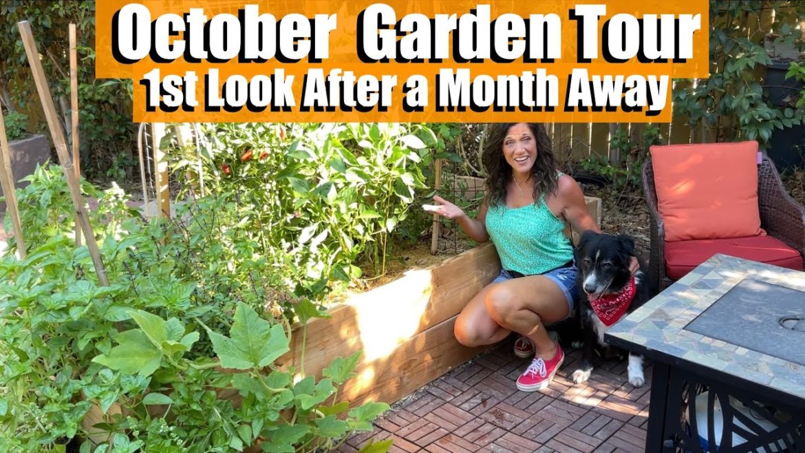 CaliKim: October Garden Tour – First Look After a Month Away! πππ October Garden Tour - First Look After a Month Away! πππ