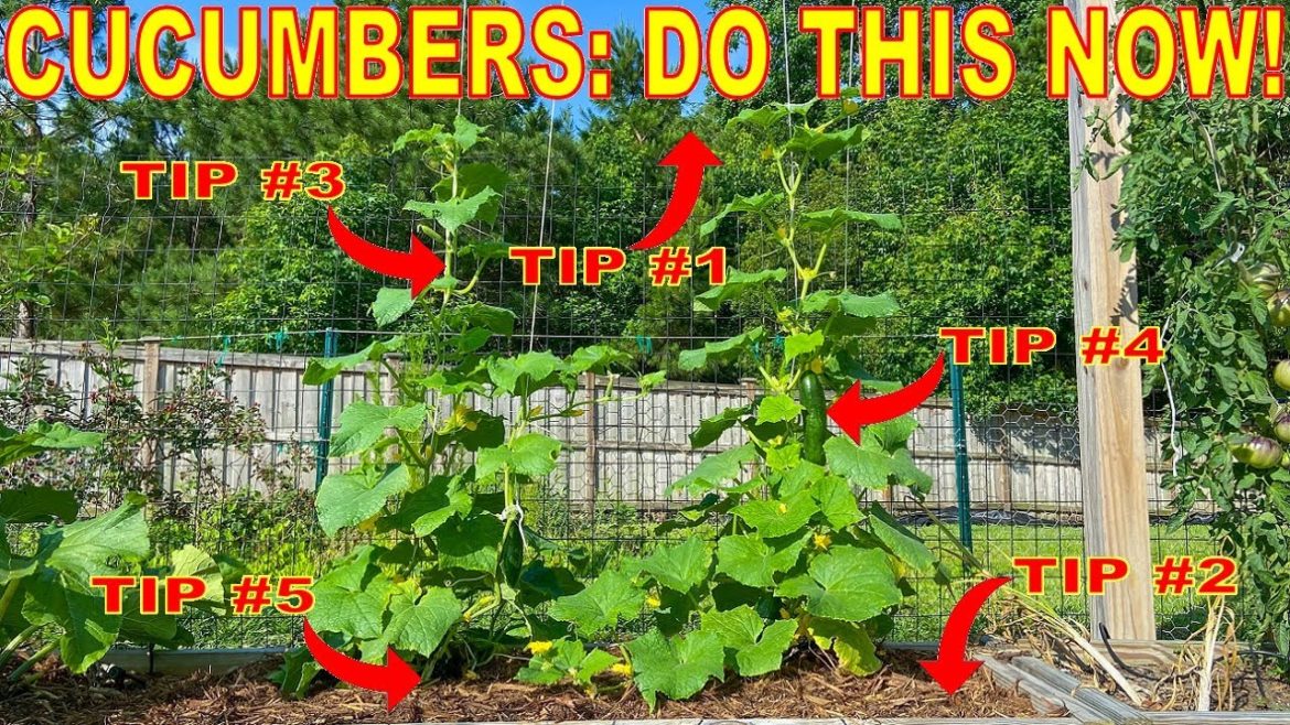 Your Cucumbers Will LOVE You For This: 5 Things To Do NOW!