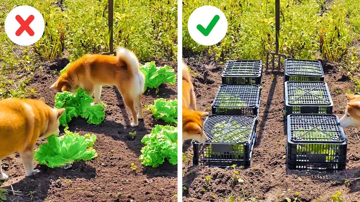 Smart Hacks And Tips For Your Garden Smart Hacks And Tips For Your Garden