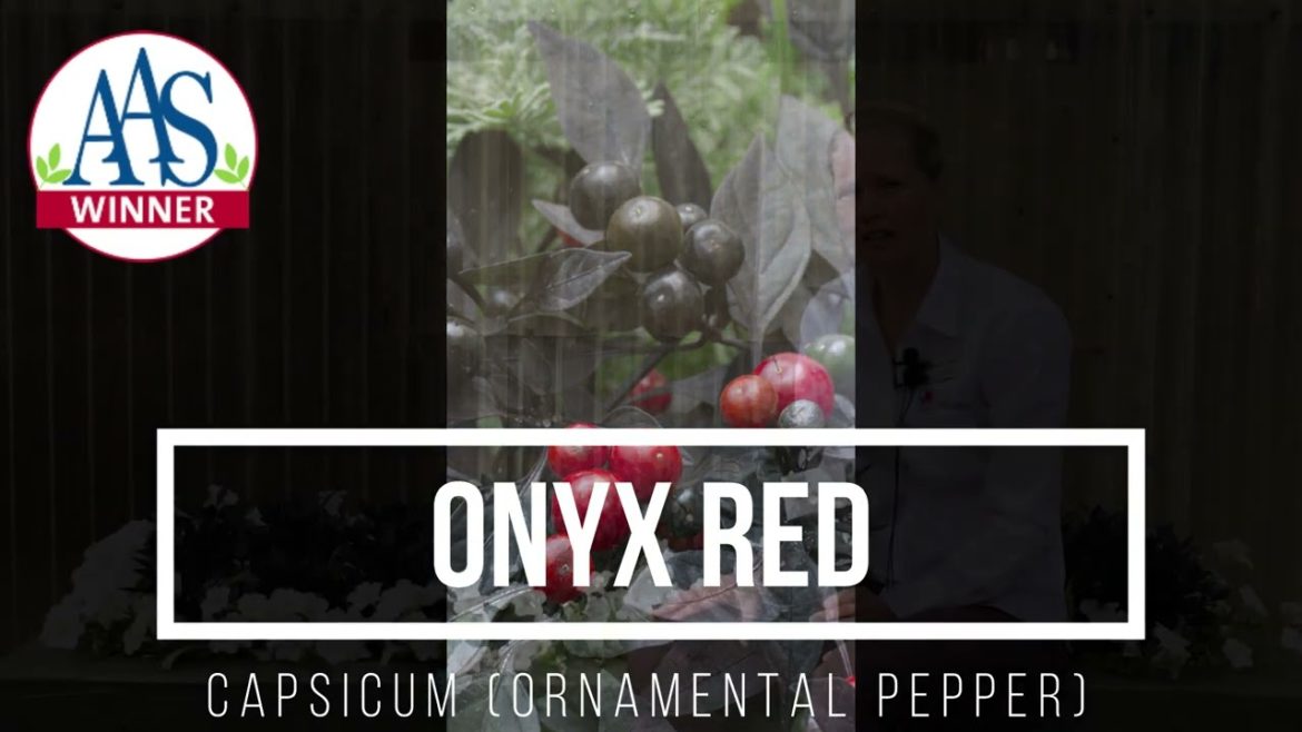 Onyx Red Ornamental Pepper (AAS Winner) brings drama to your fall garden