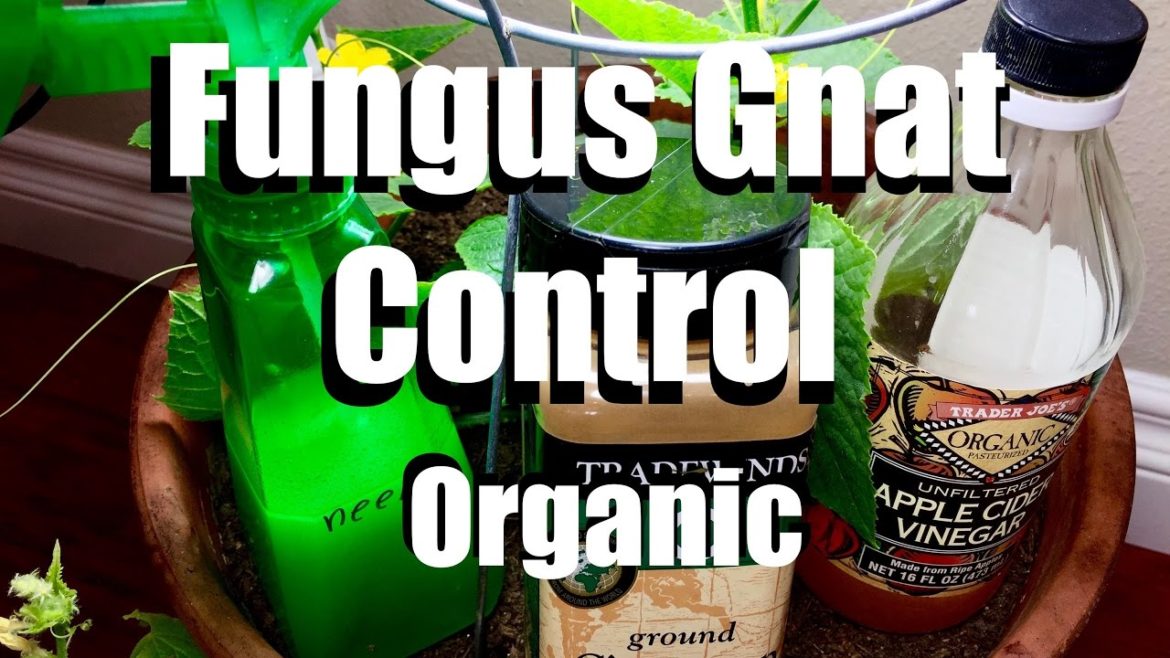 CaliKim: How to Control Fungus Gnats Organically // Growing Your Indoor Garden #8 How to Control Fungus Gnats Organically // Growing Your Indoor Garden #8