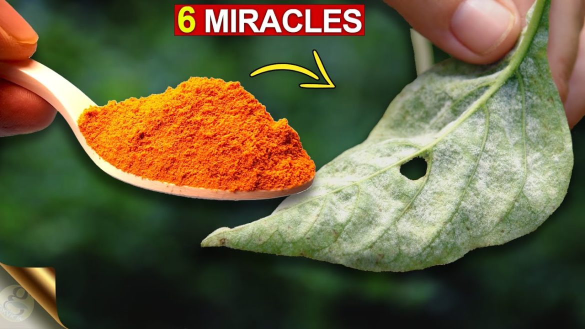6 AMAZING MIRACLES OF TURMERIC IN GARDEN | TURMERIC POWDER FOR PLANTS 6 AMAZING MIRACLES OF TURMERIC IN GARDEN | TURMERIC POWDER FOR PLANTS