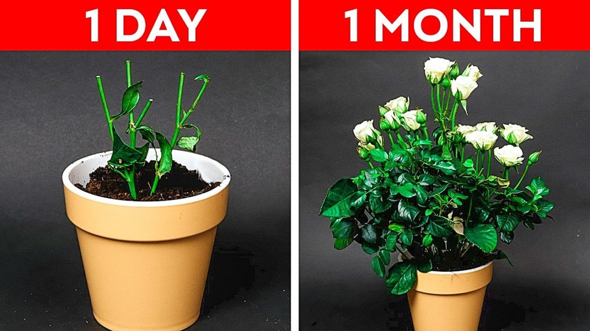 32 Easy Gardening Hacks For Beginners || Plants Growing Tips by 5-Minute DECOR! 32 Easy Gardening Hacks For Beginners || Plants Growing Tips by 5-Minute DECOR!