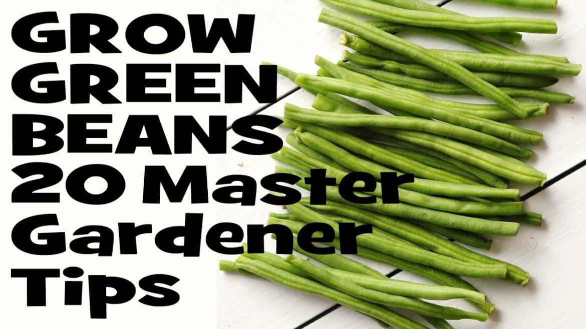 How to Grow Green Beans: 20 Master Gardener Tips