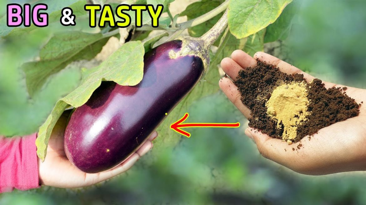 10 TRICKS TO GROW LOTS OF EGGPLANT | GROWING BRINJAL IN POTS 10 TRICKS TO GROW LOTS OF EGGPLANT | GROWING BRINJAL IN POTS