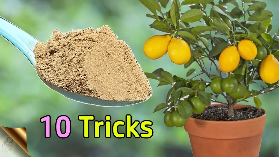 10 TRICKS TO GROW LOTS OF LEMONS | HOW TO GROW LEMON TREE IN POT | CITRUS TREE CARE 10 TRICKS TO GROW LOTS OF LEMONS | HOW TO GROW LEMON TREE IN POT | CITRUS TREE CARE
