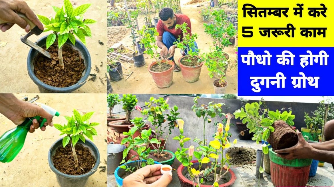 September me Gardenig ke ye kam Jarur Kare ।। September Gardening Works , #Garden_care_tips