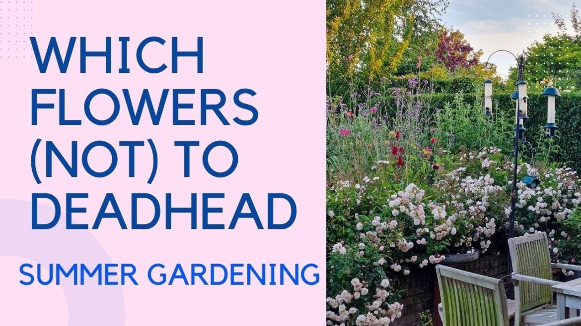 Summer garden tips and tour - deadheading plants is a priority