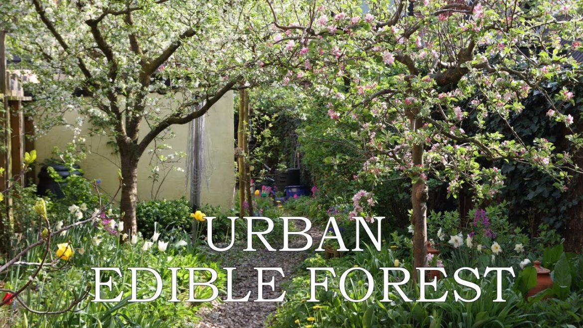 Urban Edible Forest