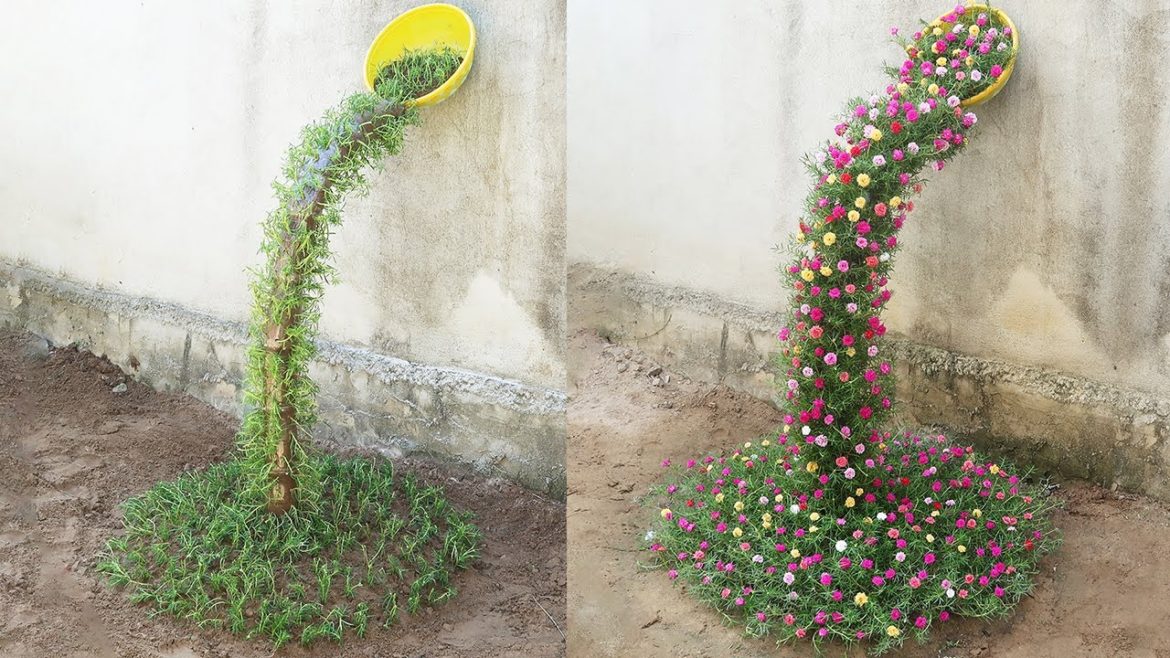 Beautiful Portulaca (Mossrose) planting waterfall garden ideas for small gardens Beautiful Portulaca (Mossrose) planting waterfall garden ideas for small gardens