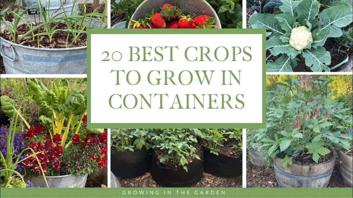 20 BEST Vegetables, Fruits & Herbs for CONTAINER GARDENING: Growing in the Garden 20 BEST Vegetables, Fruits & Herbs for CONTAINER GARDENING: Growing in the Garden