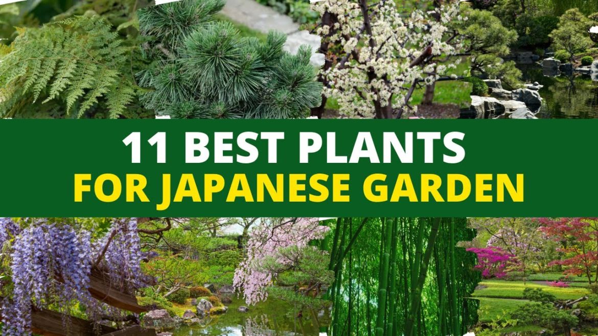 Top 11 Plants for a Japanese Zen Garden 👌