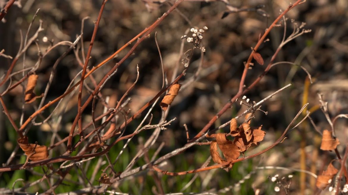 Lifestyle Gardening: Gardening Trends & Woody Ornamentals | Backyard Farmer | NET Nebraska