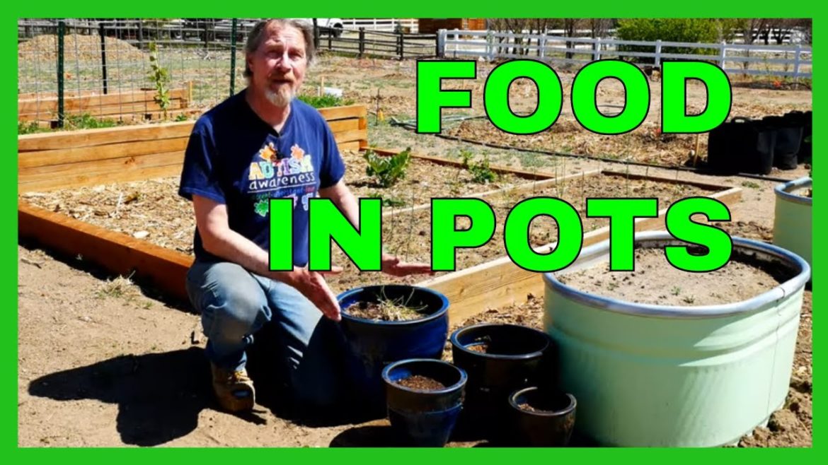 The Best Plants for Container Gardens