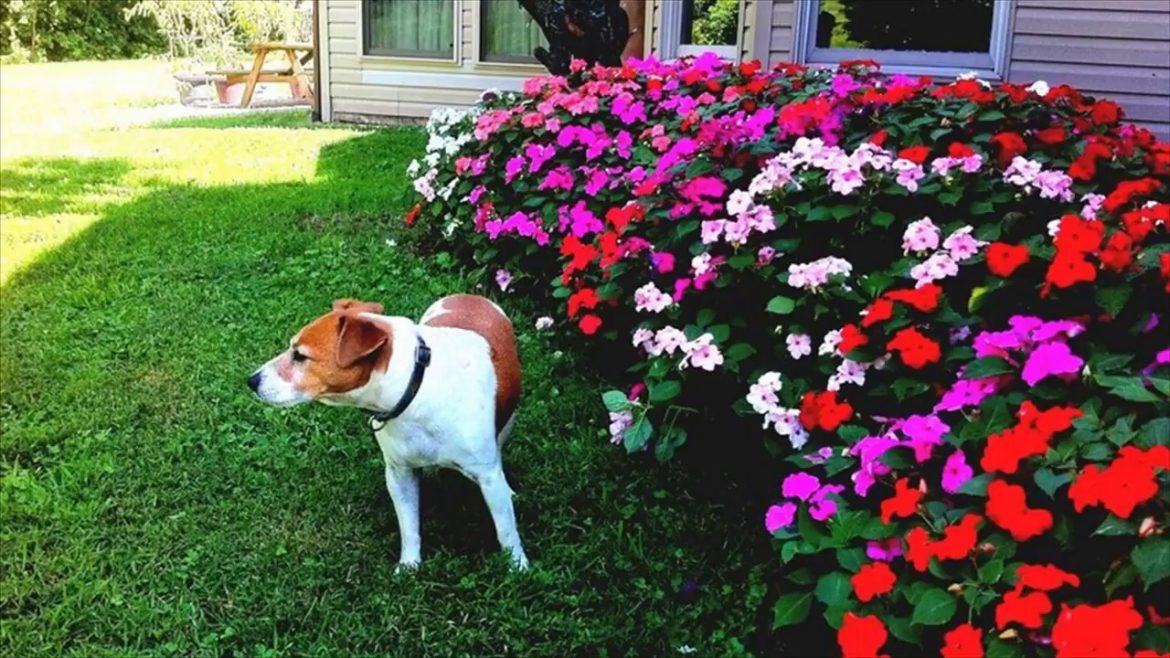 Flower Garden Plans For Beginners